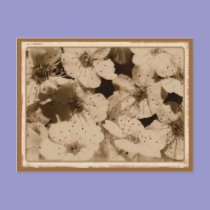 Aged Flowers Postcard by MidnightAkita Aged Flowers Postcard