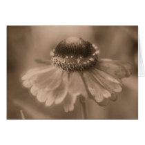 Aged Sepia Daisy Flower Photo Blank Note Card