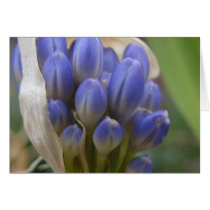 aggie buds greeting card