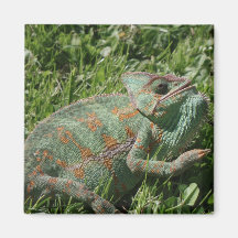 Aggressive Chameleon Magnet