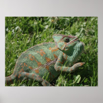 Aggressive Chameleon Poster