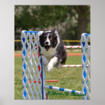 Agility Border Collie Print