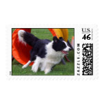 Agility Border Collie Tunnel postage