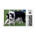 Agility Border Collie Weaving Postage