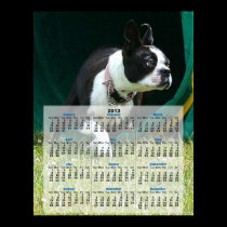Agility Boston Terrier 2012 Calendar Poster posters
