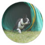 Agility Boston Terrier decorative plate
