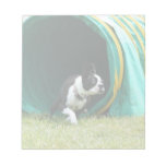 Agility Boston Terrier