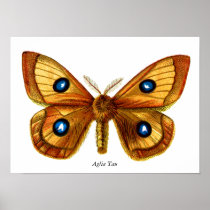 Aglia Tau Butterfly Print