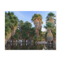 Agua Caliente Park Postcard