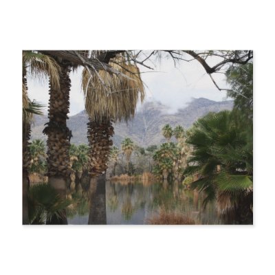 Agua Caliente Park Tucson Az Post Card by eccentricaccents