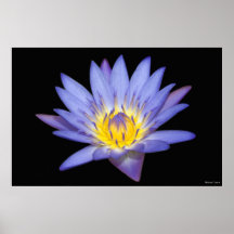 Agua Lilly de Lotus azul Impresiones