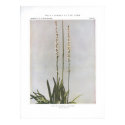Ague or Colicroot; Star Grass - Aletris farinosa posters by ZephyrusBooks Ague or Colicroot; Star Grass - Aletris farinosa posters