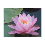 AH- Pink Water Lily Postcard