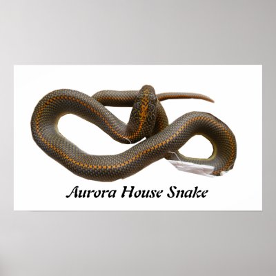 AHS Large Poster by Reptilestore