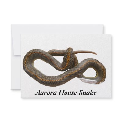 AHS RSVP PERSONALIZED INVITES by Reptilestore