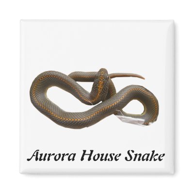 AHS Square Magnet by Reptilestore