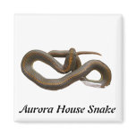 AHS Square Magnet