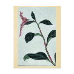 Ai (Indigo) Ukiyo-e. Post Cards