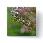 Ailanthus Webworm Moth (Atteva punctella) Items Pinback Buttons