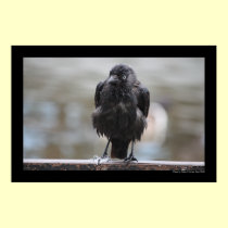 Air Dried Crow Poster posters