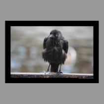 Air Dried Crow Poster posters