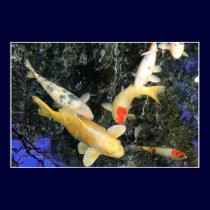 Air Koi posters