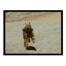 Airedale Dog Postcards