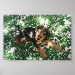 Airedale pup in flowerfield posters
