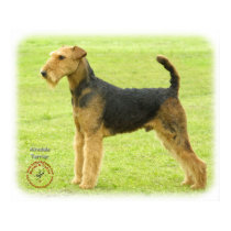 Airedale Terrier 8T092D-16 posters by TraffordPhotos Airedale Terrier 8T092D-16 posters