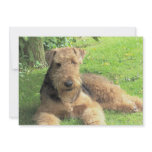 Airedale Terrier Invitation