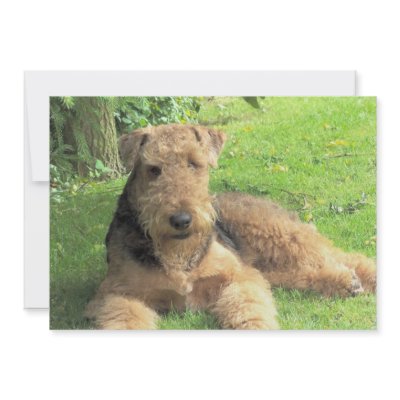 Airedale Terrier Invitation by DogPoundGifts