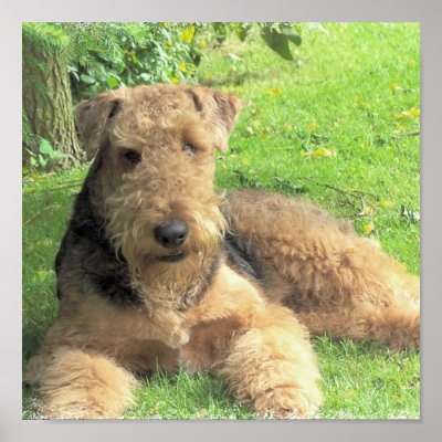 Airedale Terrier Photo Print by DogPoundGifts
