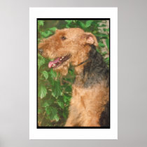 Airedale Terrier Poster