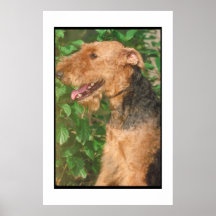 Airedale Terrier Poster