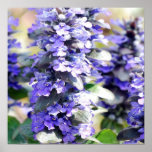 Ajuga Flowers Poster
