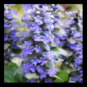 Ajuga Poster Print
