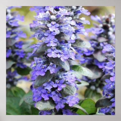 Ajuga Poster Print by PerennialGardens