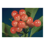 Akia (Wikstroemia species) Announcements