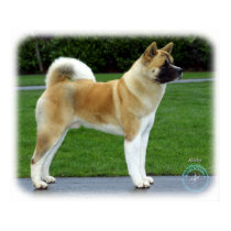 Akita 9T031D-052 posters by TraffordPhotos Akita 9T031D-052 posters