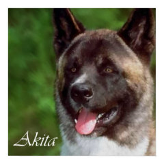 Akita Art Print Gifts print