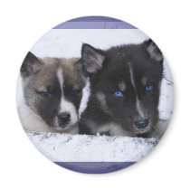Akita & Husky Puppy Magnet by Petcetera Akita & Husky Puppy Magnet