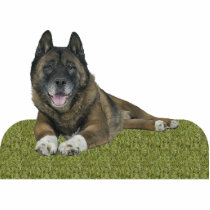 Akita photo sculptures by Photo_Sculpture_Shop Akita photo sculptures