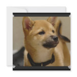 Akita Pictures Invitations