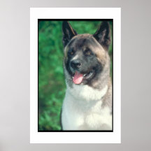 Akita Poster