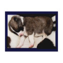 Akita Pup Postcard #5 by Petcetera Akita Pup Postcard #5