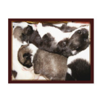 Akita puppies Postcard #3 by Petcetera Akita puppies Postcard #3