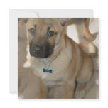 Akita Puppy Invitation