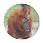 Akmad and Baby magnet