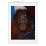 Akmad's baby greeting cards