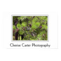 Alabama Long Needle Pine posters